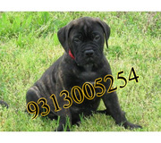 Gift a Bull Mastiff Pups on this Valentine day( FREE DELIVERY)......